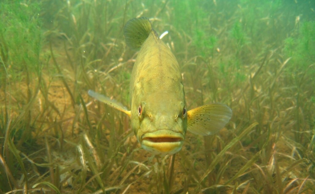 Fish and weeds Exploring the connection The Lake Guy