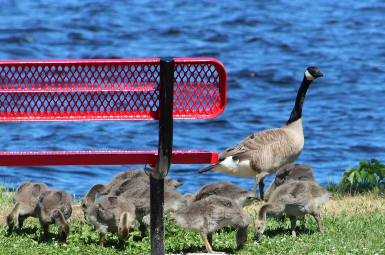 CanadaGeese-Small
