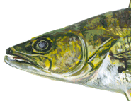 WalleteHead