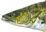 WalleteHead